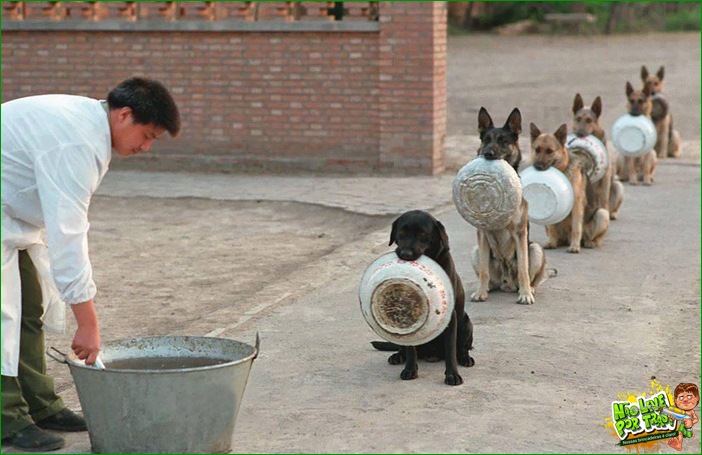Cães policiais aguardando almoço na China