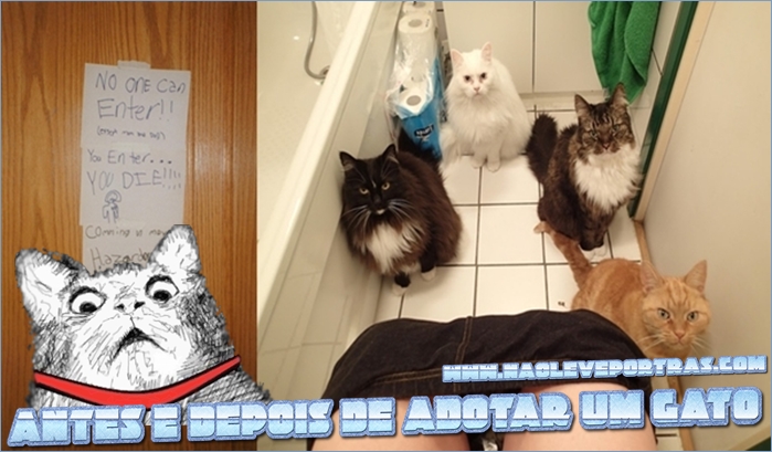 antes e depois de adotar um gato