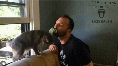 lingua para lamber gato