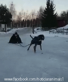 dog4.gif